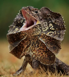 Scream, Frilled-neck Lizard, Chlamidosaurus kingii