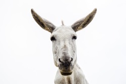 Young and pretty white donkey looks at camera on white background.