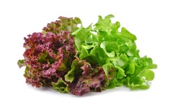 Fresh red and green lettuce isolated on white background.