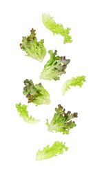 Fresh salad red, green lettuce leaves falling in the air isolated on white background.