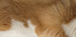 Background of dog hair. The dog's background. The dog's coat and skin are white with brown spots. Long hair and hair of the dog.