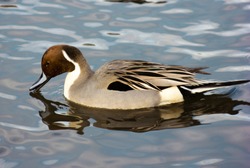 Northern pintail male duck, having a sip of water in Burnaby Lake, British Columbia, Canada. Beautiful bird with stunning feathers