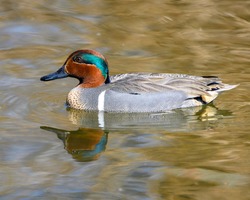 Beautiful green winged teal male duck swimming in the lake. The bird displaying it's stunning green and orange head . Yellow water. Nice reflection