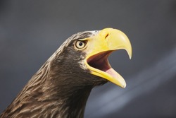 Angry and proud Steller's sea eagle portrait (Haliaeetus pelagicus) is a large diurnal bird of prey macro close up