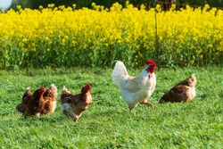 Animal welfare in Schleswig-Holstein. Free-range chickens in a meadow in Moorsee near Kiel