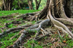 Large tree roots in the forest
