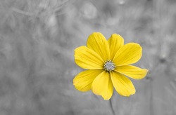 Yellow flower in the garden with gray background. Trendy colors of the year 2021. Copy space.