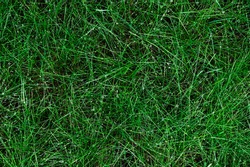 Dew on green grass on a summer day. Top view. Background for your design