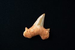Shark tooth fossil on black background.