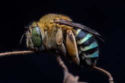 blue banded bee sleeping tight