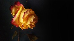 Fading golden red rose withered on black background.