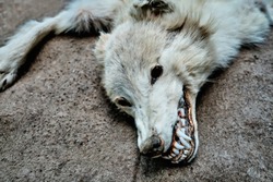 Terrible mouth of a dead wolf. Predator inspiring horror and fear. Head of a dead wolf is horror in black eyes.