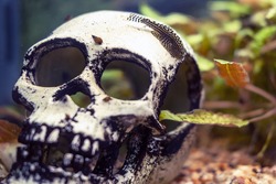 Fish in an aquarium with a skull, close-up