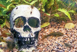 Catfish in an aquarium with a skull, close-up
