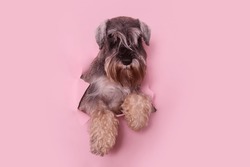 Miniature schnauzer puppy peeking through torn pink paper. Pet through a hole in a pink studio background