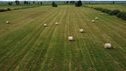 Large rolls of hay are scattered in the fields to dry for the winter season for animal feed.