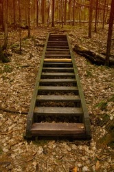 A staircase with wooden steps in a dark forest. Forest trail, a tourist route in a pine forest.