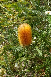 Banksia victoriae, or Woolly Orange Banksia or Yellow Bottle Brush Tree or Shrub native to Australia