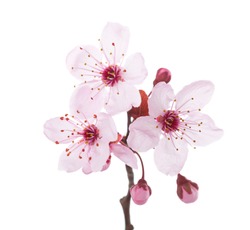 Branch in blossom (Plum) isolated on white background. 