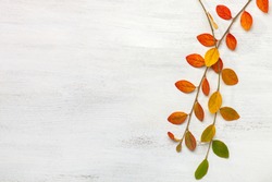  Two branches with colorful autumn leaves on a white shabby wooden background. Flat lay.