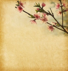 Old  paper with peach blossom