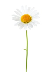  Flower of Chamomile (Ox-Eye Daisy ) isolated on white background.  