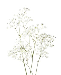 Few twigs with small white flowers of Gypsophila (Baby's-breath)  isolated on white background.