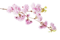  Branch of Sakura isolated on white background.