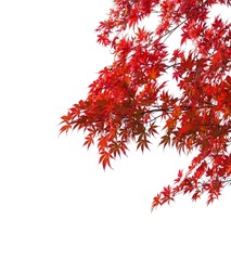 Branches with  colorful autumn leaves  isolated on white background.  Selective focus. Acer palmatum (Japanese maple) 