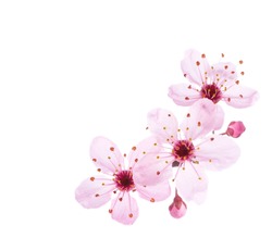 Llight pink Cherry blossoms ( Sakura) isolated on a white background.