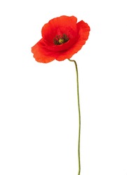 Red poppy isolated on white.