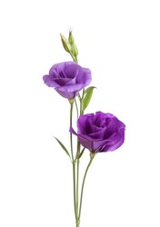 Light violet  flowers isolated on white. eustoma