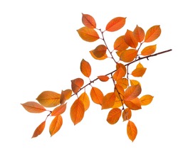Branch of autumn leaves (Cherry plum) isolated on a white background.