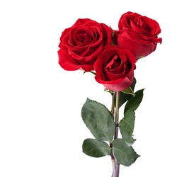 Three dark red roses isolated on white