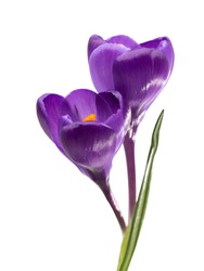 Two  flowers of crocus isolated on white background.