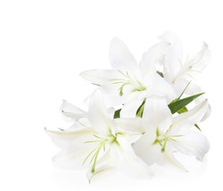 Bouquet of white lilies  ( isolated on white background).