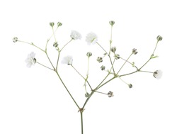 Twig with flowers of Gypsophila isolated on white background. 