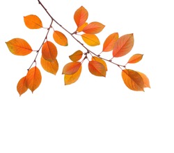 Branch of autumn leaves (Cherry plum) isolated on a white background. Studio  shot