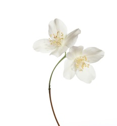 jasmin flowers isolated on white background