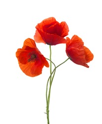 Three  red poppies isolated on white background.