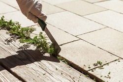 Weed removal tool. Weed Removing of Paving Stones in Garden. Human hand removes weeds.