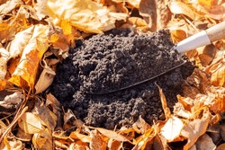 Compost Pile Soil on Shovel from Rotting Fallen Leaves in Autumn. Recycling Garden Waste Yellow Fall Leaves at Organic Fertilizer. Autumn Composting Heap.