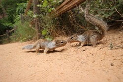 Kissing Squirrels at Zion National Park