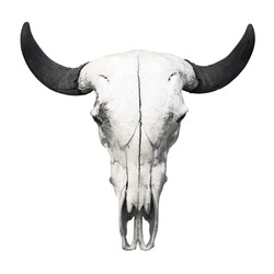Ox skull on white background