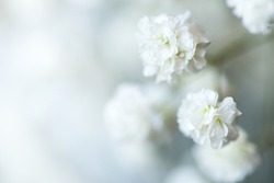 White flowers of the gypsophila. Gentle spring background.
