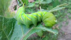 green big cutworm