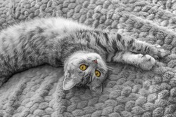 Scottish Whiskas grey cat. Top View. Fluffy Tabby gray beautiful adult cat, breed scottish, close portrait on grey textile background with brown eyes