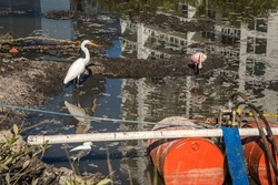 Birds in small polluted pond as real estate development encroaches on their habitat.