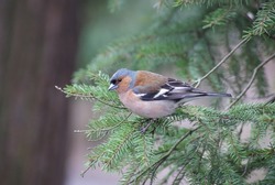 Common chaffinch sitting on a fir-tree