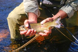 Fly Fishing in Colorado. Landing a nice trout